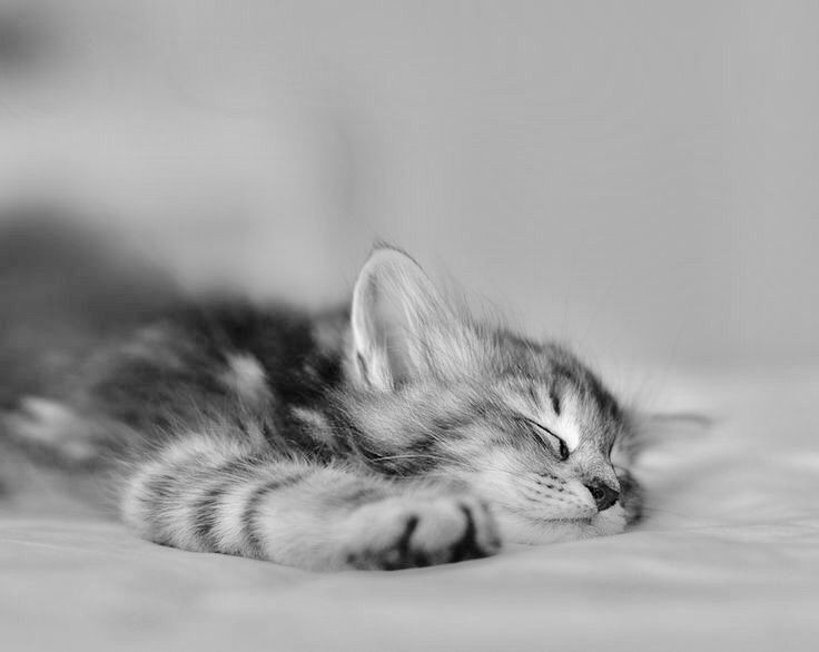 GlennMedeiros8's tweet photo. @v2kdevice 😺✨✨💤💤💤 https://t.co/0knvTkGvUD