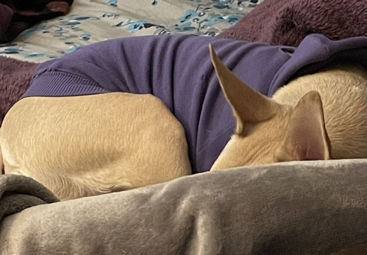 SandiDV's tweet photo. @AwkwardCeleb “Ears” say hello. https://t.co/cbMdxABysa