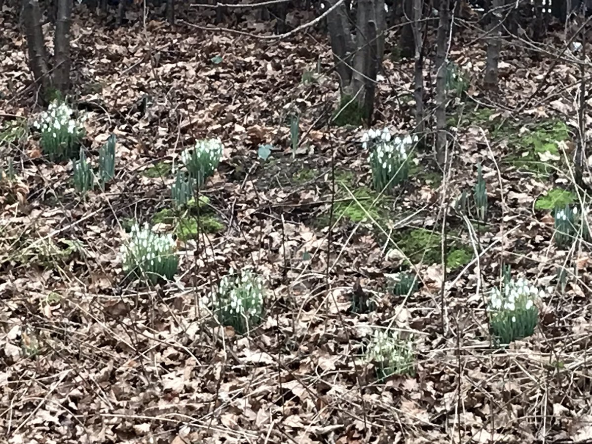 Whilst walking a circuit of our beautiful campus. Looked what I spied   <a href="/StirUni/">University of Stirling</a> <a href="/isstirling/">IS @ Uni of Stirling</a> #spring