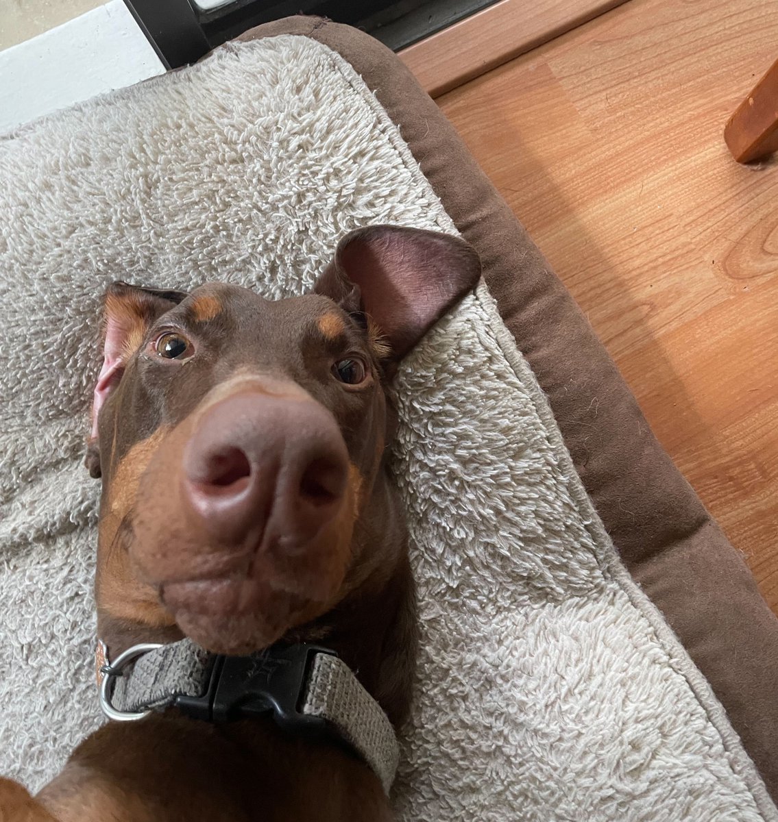TheCoderyIO's tweet photo. #theCoderycompanions 🐾 This is Ollie.

Steve Swiger says...
"Ollie likes to sleep 3 feet from me in many weird positions, and then put his nose on me anytime I get on a call."

Thank you for sharing Ollie with us, Steve!

#furryfriends #dogfriendly #workculture #workfromhome https://t.co/B0WC72npT5