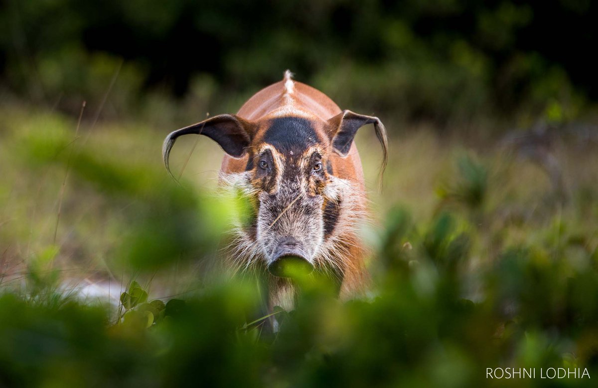 Nature_Africa's tweet photo. Gabon is hugely committing to conservation and @nature_org is thrilled to have its tools and methods helping the government make earlier, more thorough assessments about the potential impacts of new projects in land, freshwater, and oceans. 

Read more: https://t.co/lqbx6vQIcJ https://t.co/QBA3kDNY89