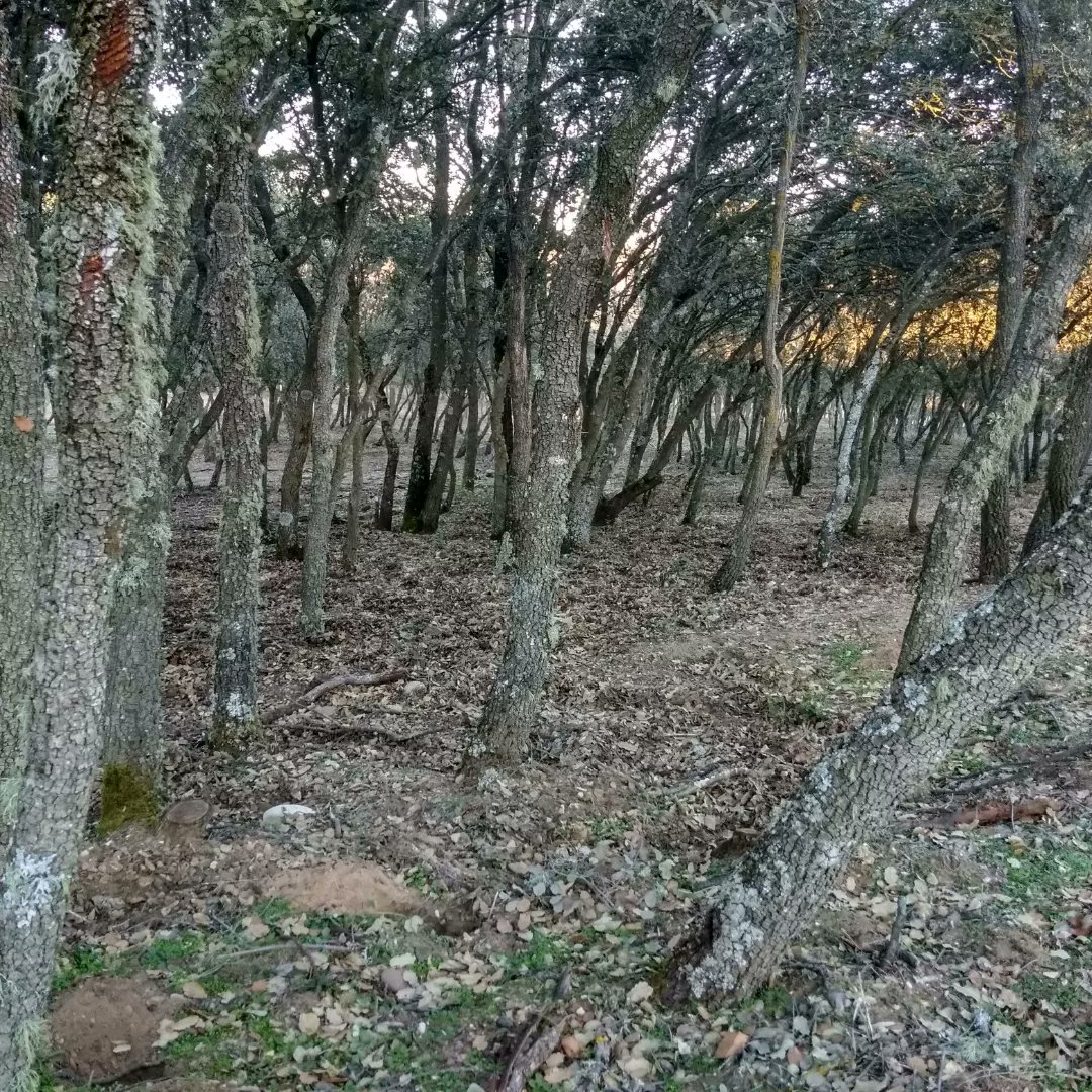 comcu's tweet image. ¡Volvemos!
El 12 de febrero organizamos la segunda carrera del Circuito Diputación Provincial de Cuenca.

Inscripciones en:
sico.fedo.org