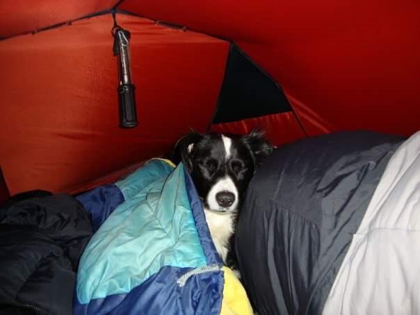 @UKCopHumour Tess's first winter camp lol , she was lnackered with all the excitement , went on to have more blankets and sleeping bags laid out than i needed inside the tent to keep her very comfy and warm ❤🗻🏕