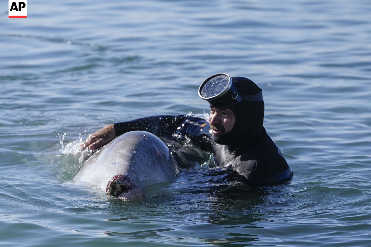 A diver attempts to care for a whale calf that became stranded in shallow water in a southern #Athens seaside area, #Greece, on Friday, Jan. 28, 2022. Experts said the young animal is a Cuvier's beaked whale and that it showed signs of injury. <a href="/AP_Images/">AP Images</a>