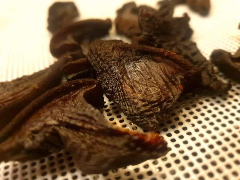 Just found these on my phone from the end of last year #jerky but made with Fistulina hepatica, #beefsteakfungus 😋