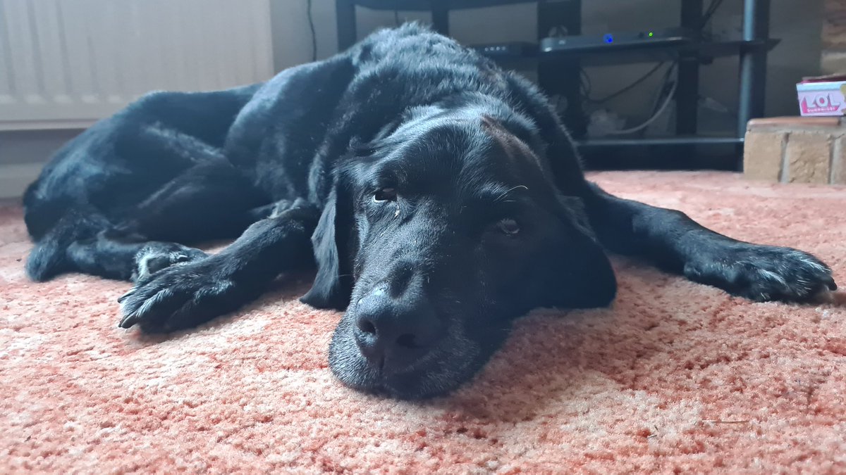 zShadowWalker's tweet photo. @guidedogs Zimba crossed over the rainbow Bridge this afternoon he will be missed https://t.co/dsMytlAVtr