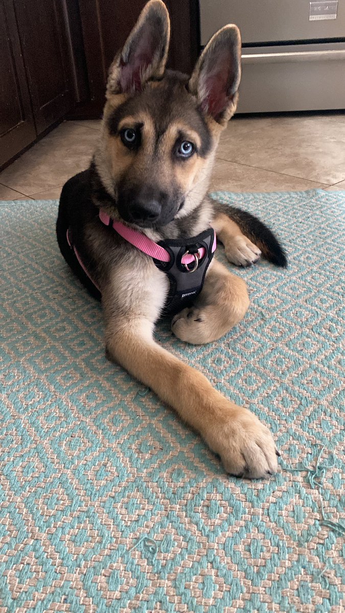 jaca_6a's tweet photo. @StormyBluePup Francis says Hi Davon ❤️ https://t.co/nZYHvVmVzb
