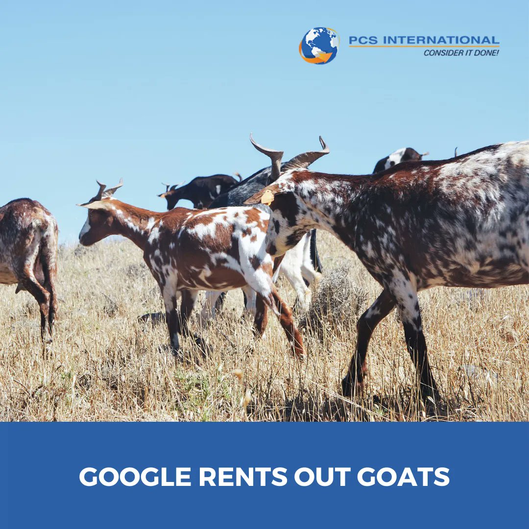 PCSINTL's tweet image. #funfactsfriday​

Yup, your eyes 👀 didn’t deceive you!​

Instead of mowing their lawn, Google rents goats to eat the grass at their Mountain View headquarters.​ 😱

A herder will bring 200 goats which are herded by a border collie named Jen.​

Source:​
The Fact Site