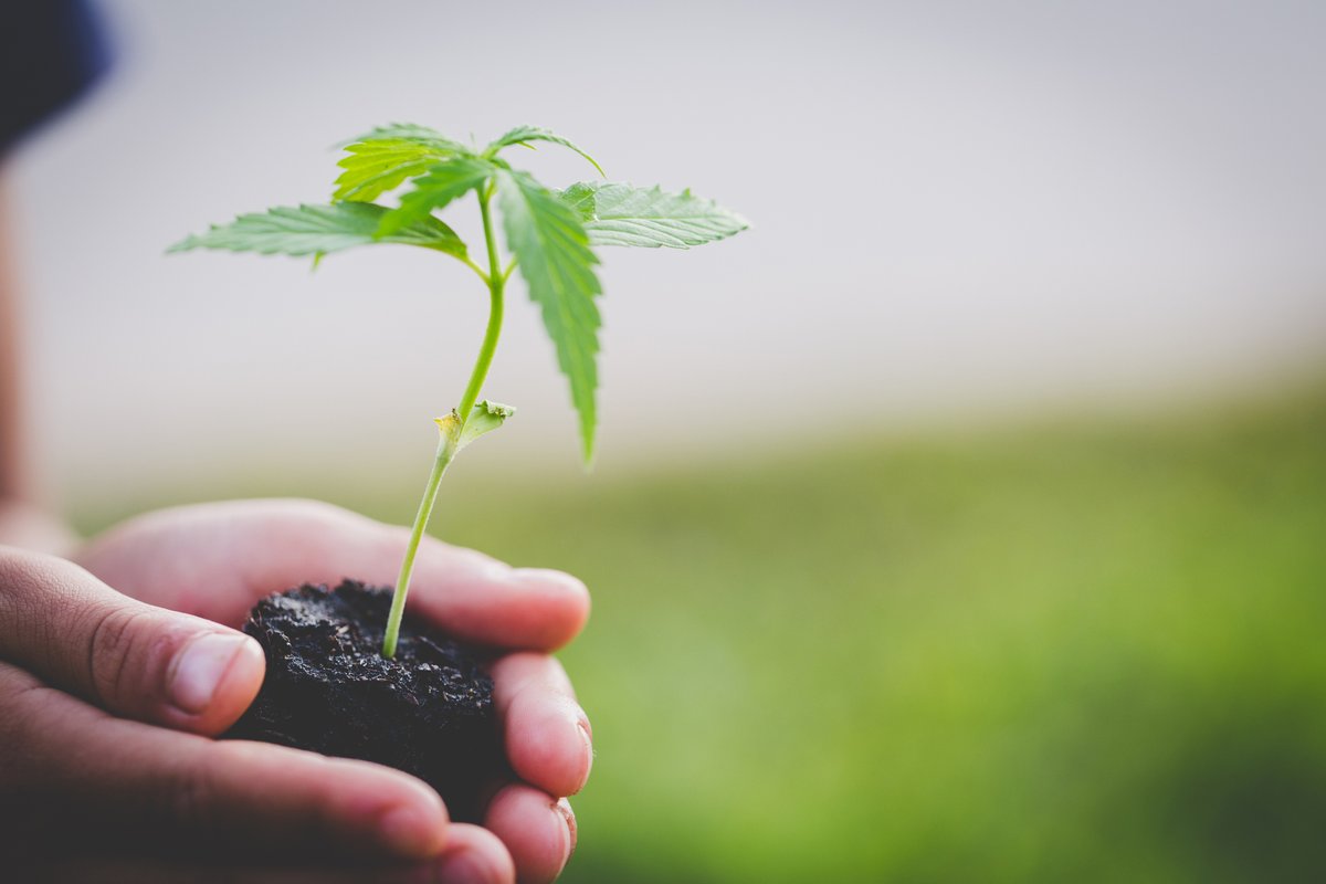 Growing cannabis safely at home 🌱

Having cannabis plants in a home poses risks but there are ways to grow more safely. Visit <a href="/ncceh/">NCCEH | CCNSE</a>'s website for more information. 

ow.ly/6OyJ50HBY9G

#GrowingYourOwn #CannabisPlants