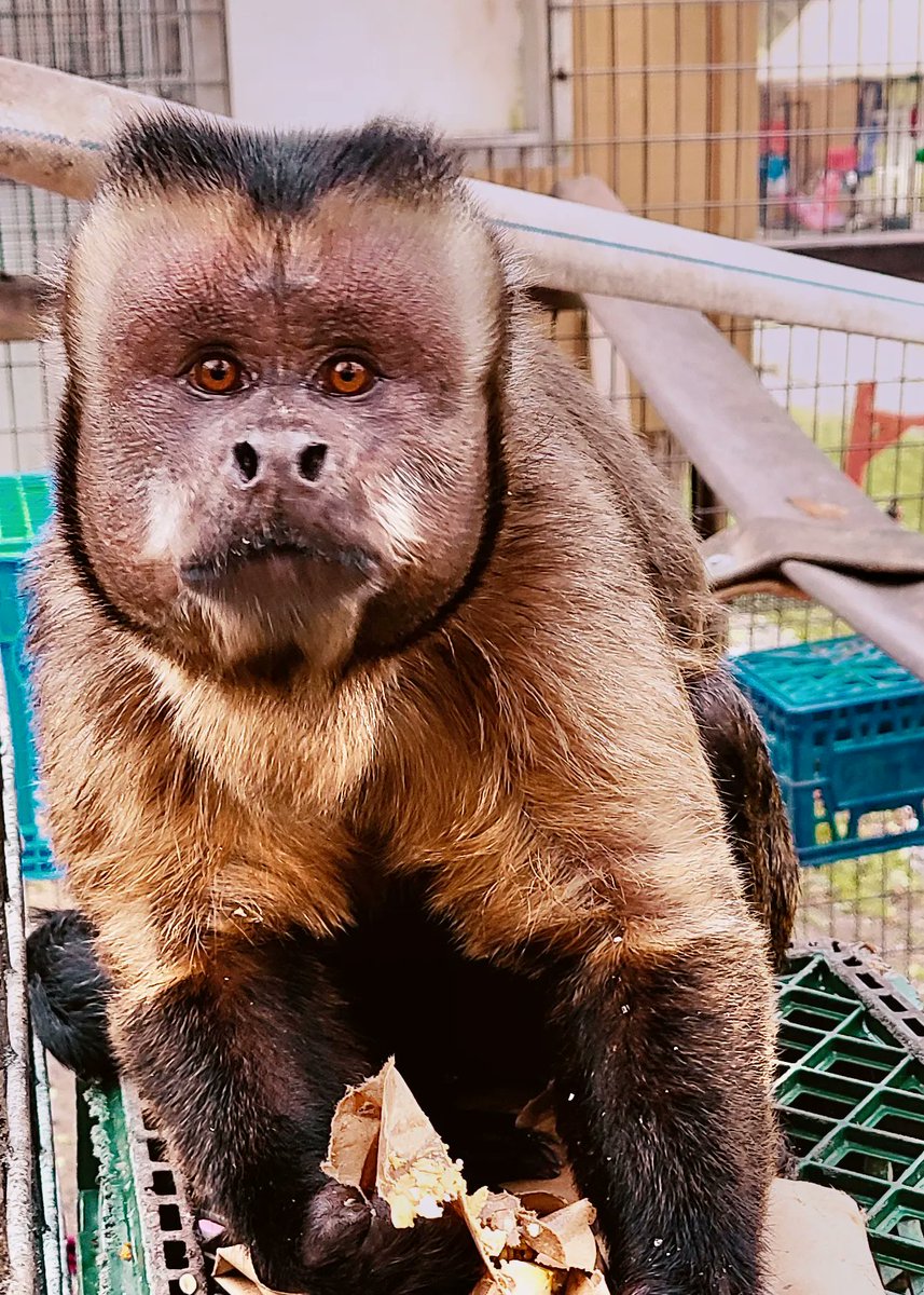 prim8rescue's tweet photo. #FridayFriendFinder Louie is such a sweet, happy little guy! You can make Louie your Primate Pal today! https://t.co/IViduB9FeZ https://t.co/VCFtdcuKy6