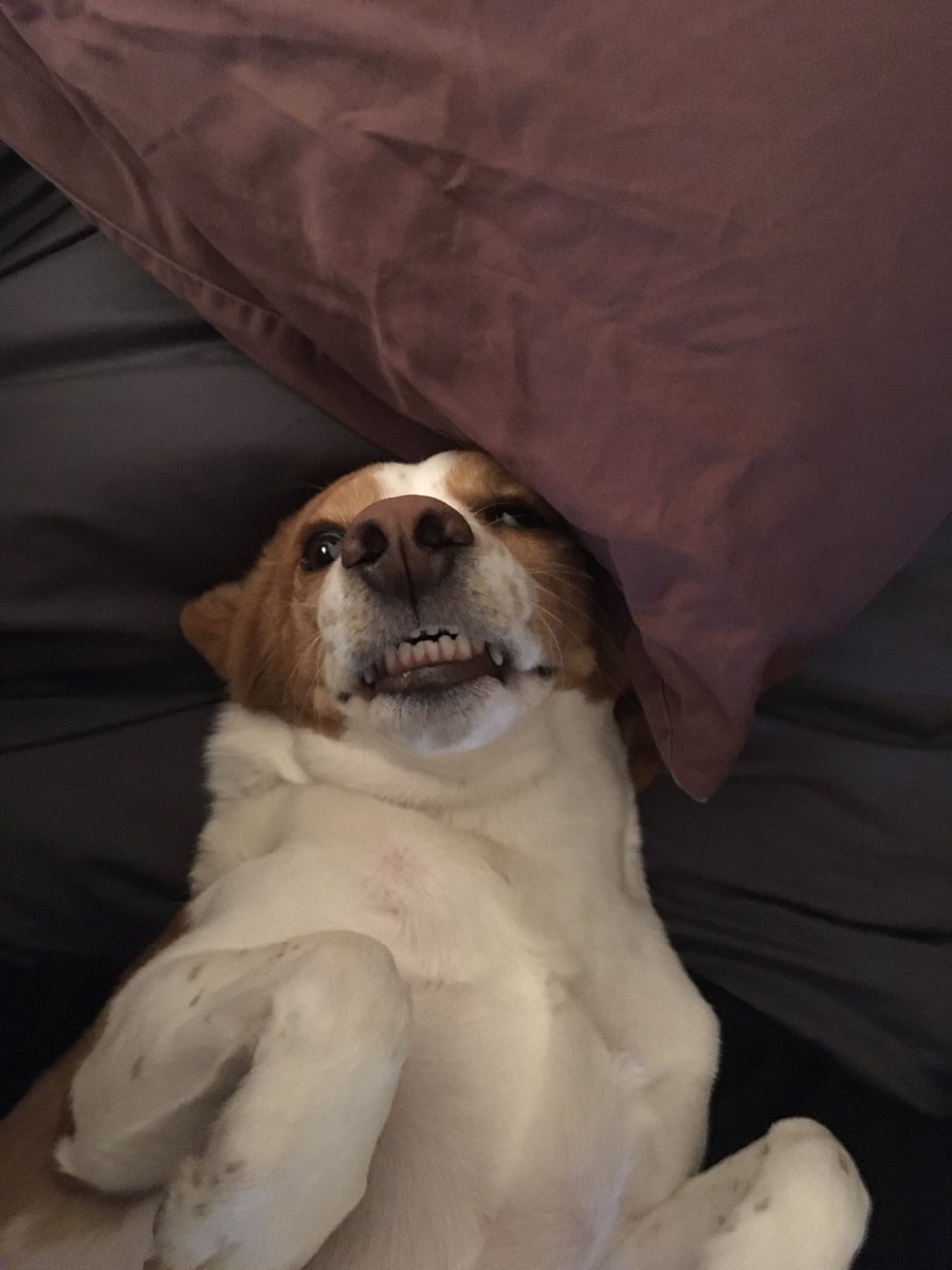 echerbalmed's tweet photo. @Acosta Thomas says welcome! AKA Pupperoni, Ronus, Sugar, Annoying 😂❤️😍 https://t.co/rVBRolaaKn