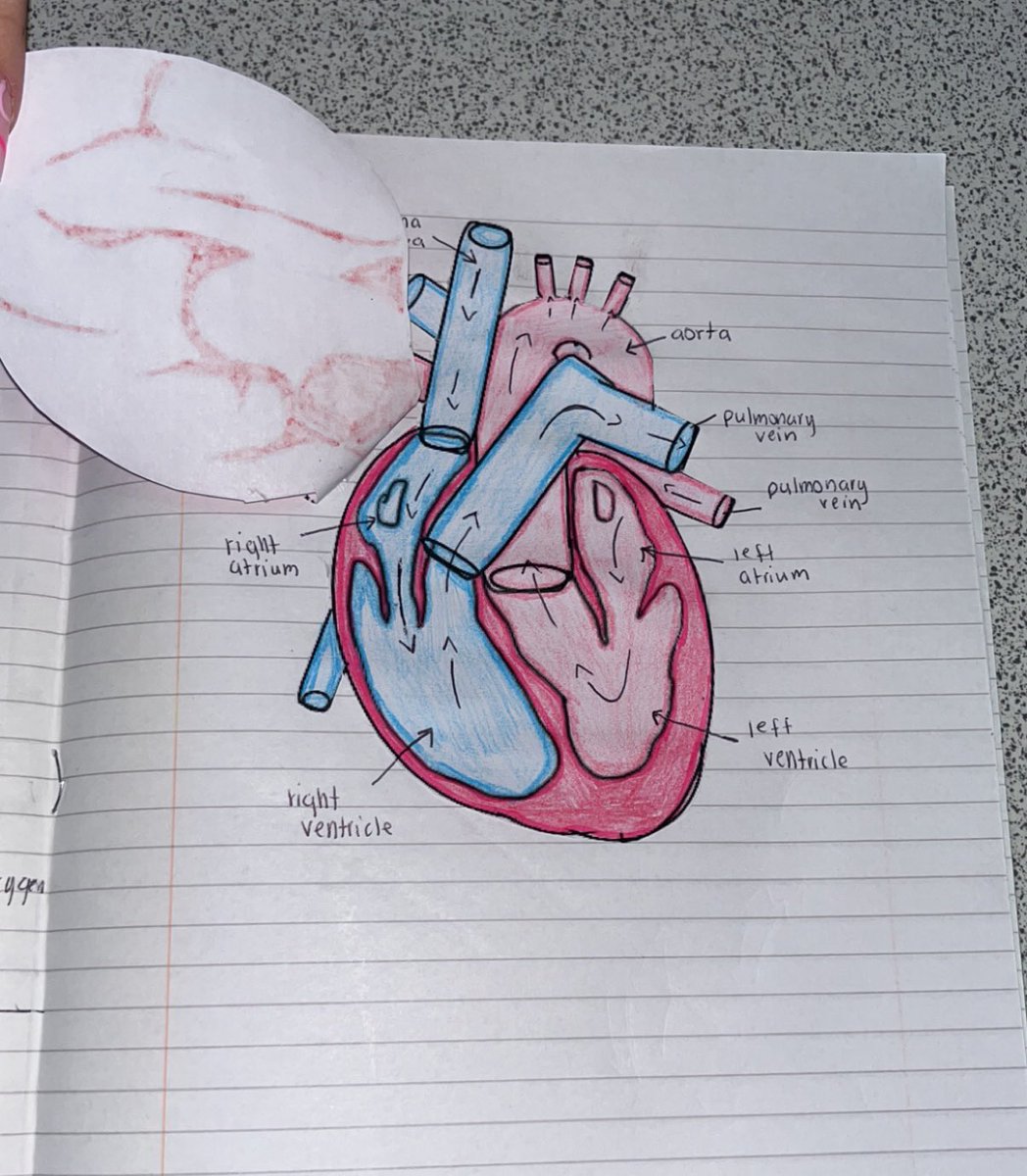BoclairBiology's tweet photo. Amazing foldable heart diagrams by national 5 biologist! Pupils were able to label the blood vessels, valves and chambers found in the heart to consolidate their knowledge🫀🫀 #ActiveLearning #BioIsBest https://t.co/tawI2PRymH