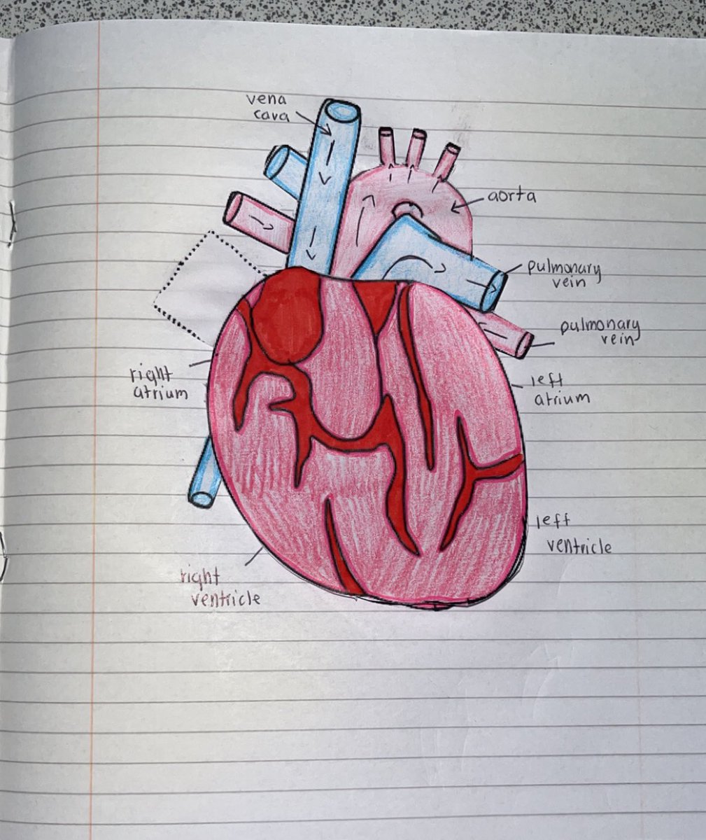 BoclairBiology's tweet photo. Amazing foldable heart diagrams by national 5 biologist! Pupils were able to label the blood vessels, valves and chambers found in the heart to consolidate their knowledge🫀🫀 #ActiveLearning #BioIsBest https://t.co/tawI2PRymH