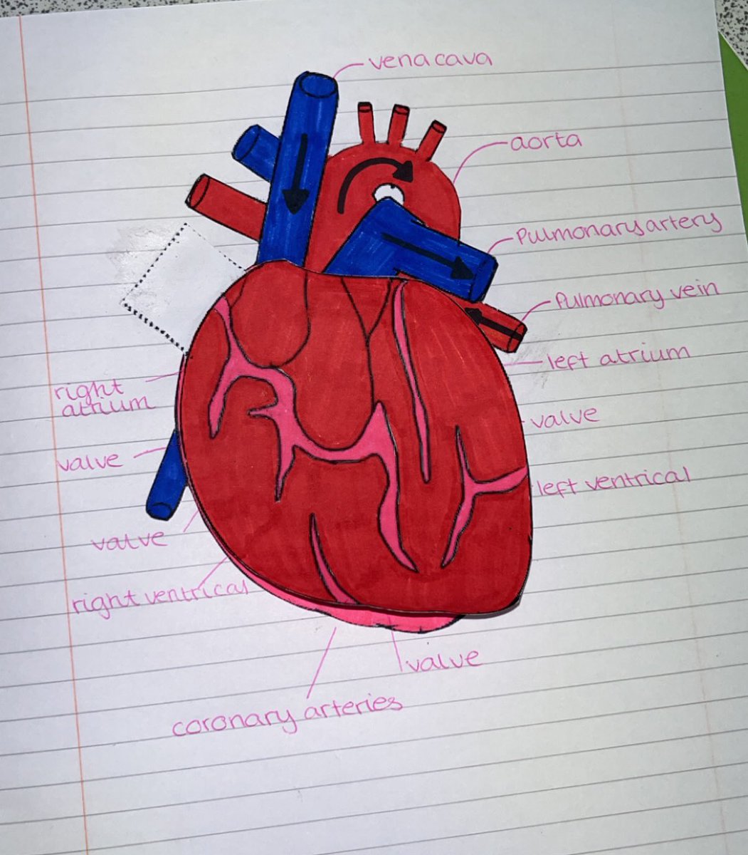 BoclairBiology's tweet photo. Amazing foldable heart diagrams by national 5 biologist! Pupils were able to label the blood vessels, valves and chambers found in the heart to consolidate their knowledge🫀🫀 #ActiveLearning #BioIsBest https://t.co/tawI2PRymH