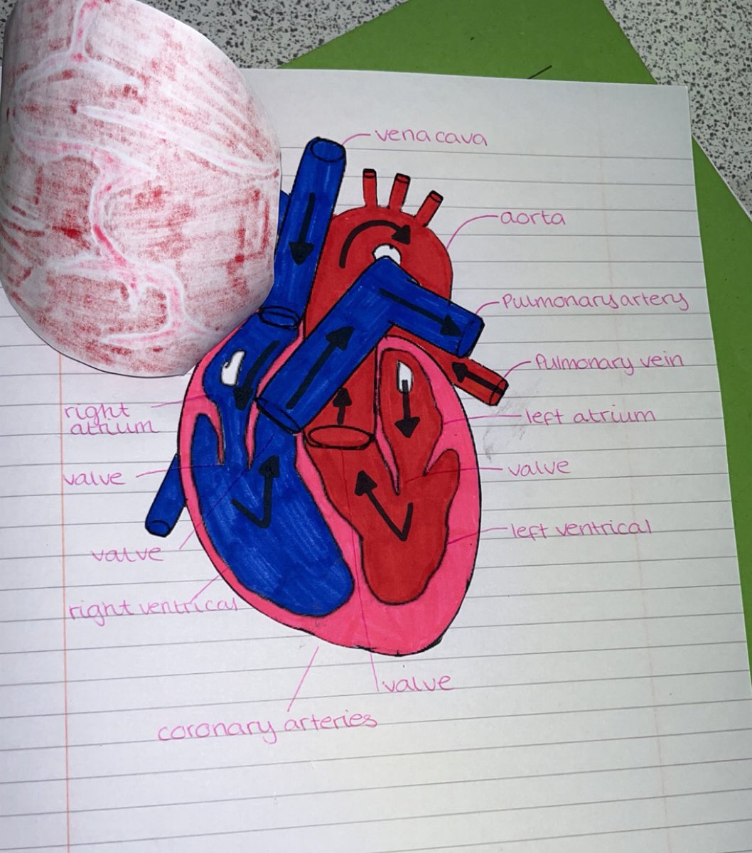 BoclairBiology's tweet photo. Amazing foldable heart diagrams by national 5 biologist! Pupils were able to label the blood vessels, valves and chambers found in the heart to consolidate their knowledge🫀🫀 #ActiveLearning #BioIsBest https://t.co/tawI2PRymH