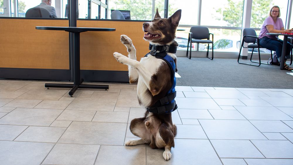 WildeETHonda's tweet photo. It's cold out there, so here are some cute dogs that came to Wilde East Towne Honda to warm up your heart! 🐶 ❤️
Share pictures of your dog (or any pet) in the comment section!
#Dogspotting #DogsOfMadison #Dogs https://t.co/QhjPMMXJEV