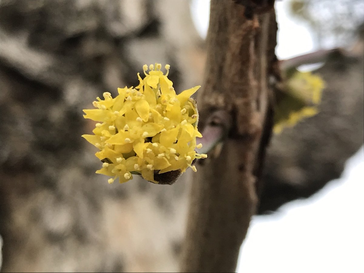 treeruss's tweet photo. Late winter/early spring flowers in London. Signs of #beauty even in the cold.

#WarmWinter
#SpringFlowers #HackneyTrees #HackneyStreetTrees #TreeFlowers

#Cornusmas #Cornelliancherry
#Lonicerafragrantissima #WinterFloweringHoneysuckle
#Prunusxsubhirtella #WinterFloweringCherry https://t.co/9hMLGW3K4m