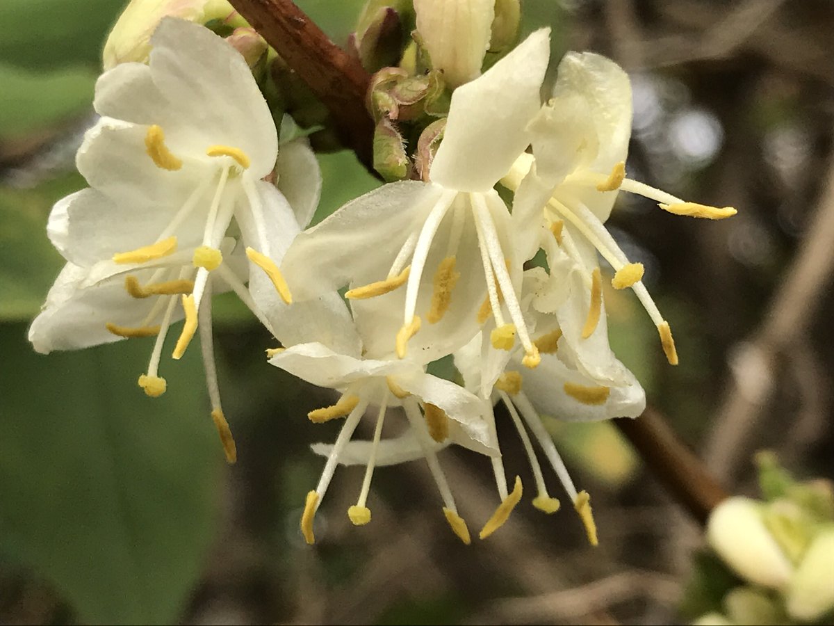 treeruss's tweet photo. Late winter/early spring flowers in London. Signs of #beauty even in the cold.

#WarmWinter
#SpringFlowers #HackneyTrees #HackneyStreetTrees #TreeFlowers

#Cornusmas #Cornelliancherry
#Lonicerafragrantissima #WinterFloweringHoneysuckle
#Prunusxsubhirtella #WinterFloweringCherry https://t.co/9hMLGW3K4m