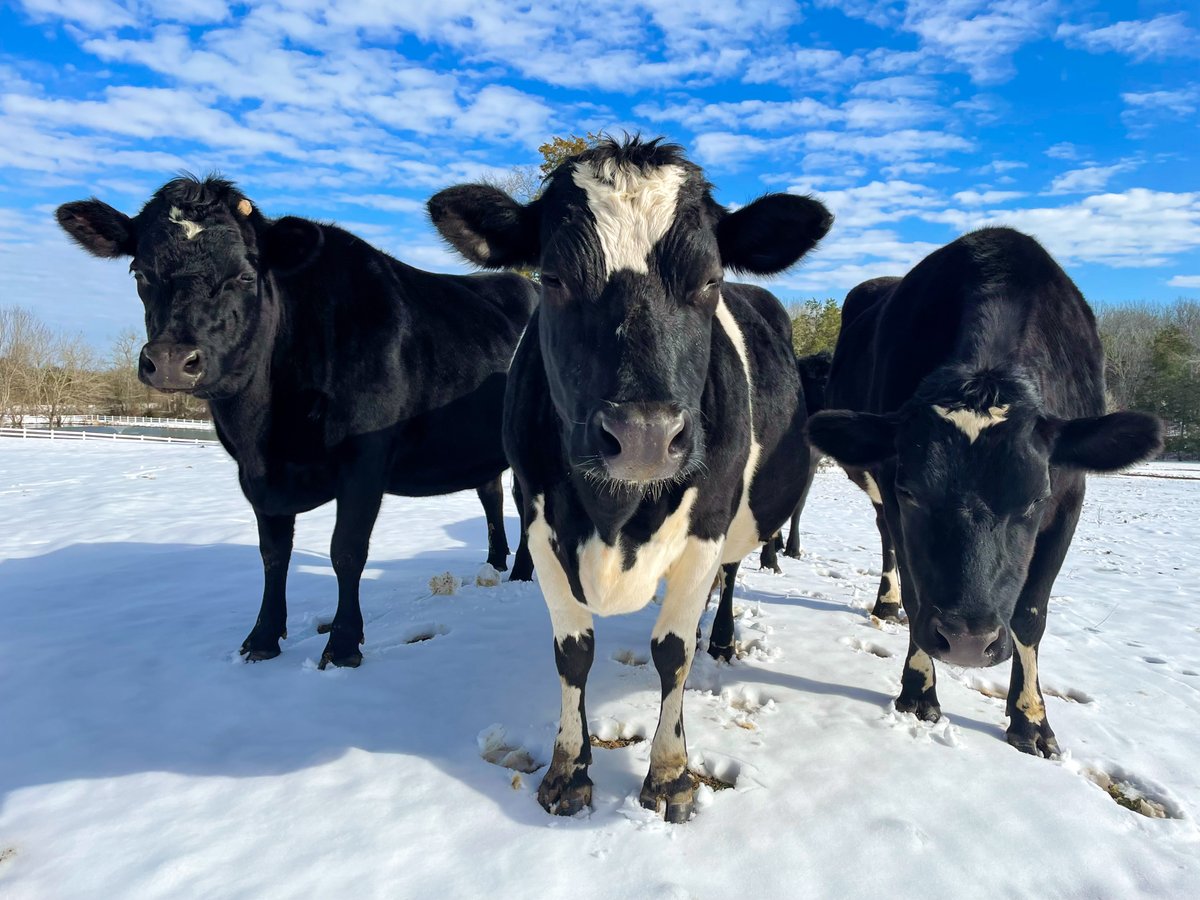 TheGentleBarn's tweet photo. What band is this? https://t.co/xdP62Yep8o