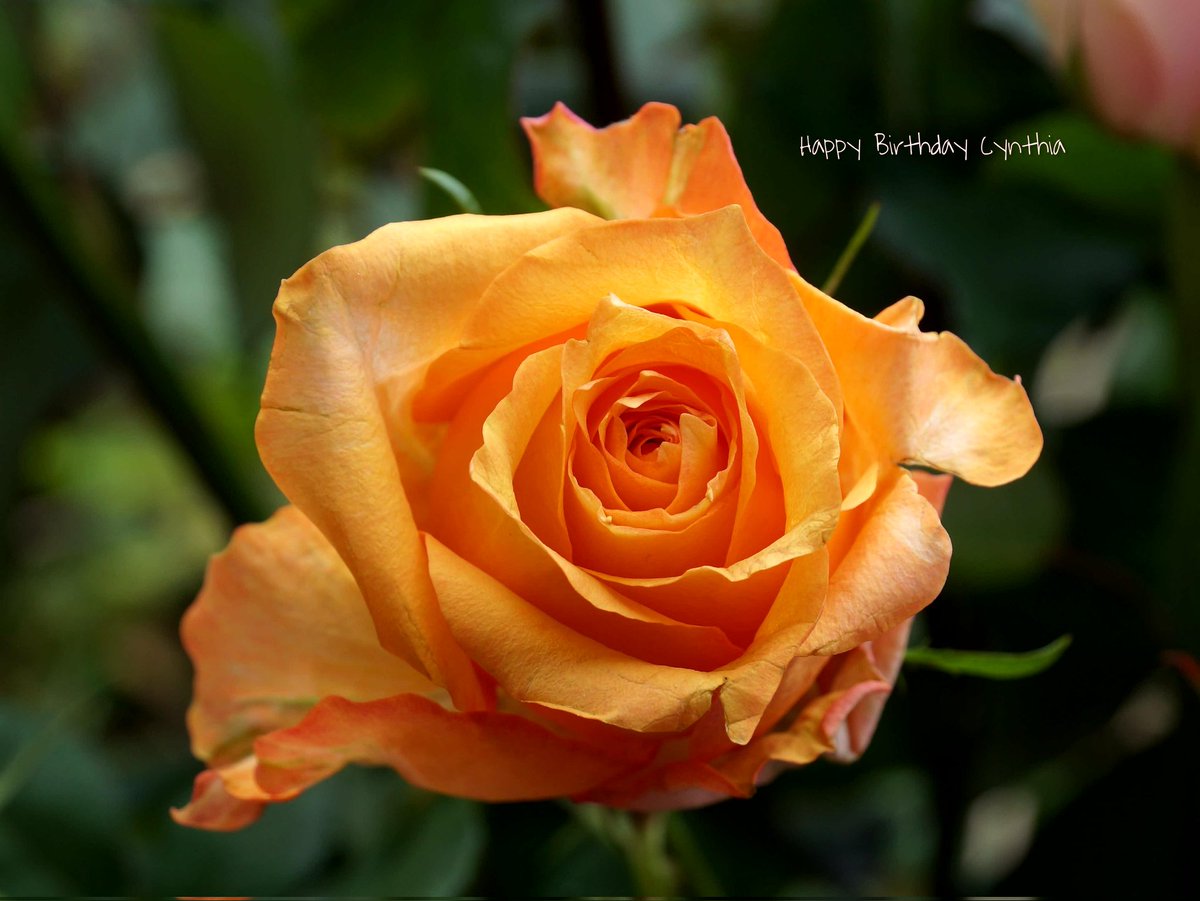 #HappyBirthday 🌸🙂🌸 <a href="/CYNTHIAOLAV/">Cynthia Olavarria</a>