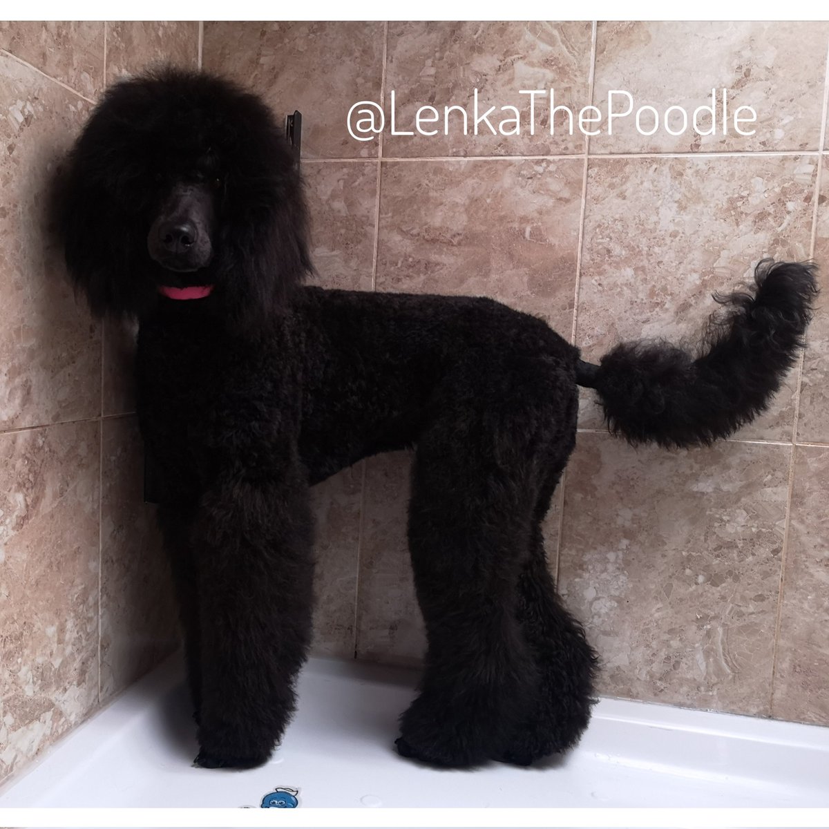 Due to a 'cancellation' whatever that is she gave me a wash this morning. <a href="/SpooSuki/">SukiTheSpoo</a>  is in the salon now whilst I'm on the sofa with him 🤣
#StandardPoodle #Poodle #Puppy #8monthsOld #DogsOfTwitter