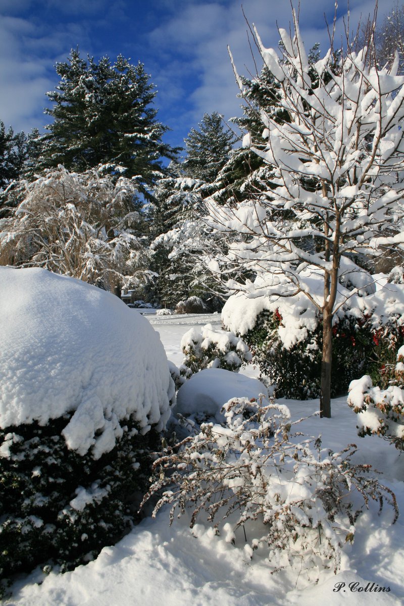 P_collins787's tweet photo. #NaturePhotography 📷 #WinterWonderland #nature 
#wintervaccations #canon 
#mountain https://t.co/7K0ab3dmpG