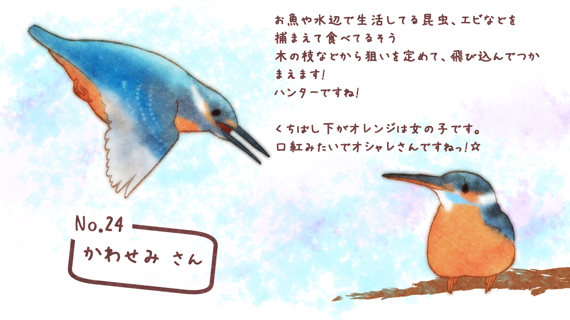 桜こより 鳥イラスト Al Twitter カワセミさんです 大きなくちばしは 男の子と女の子で色が違いますっ 女の子は口紅さしておしゃれしてるみたいです こより覚描 鳥好きさんと繋がりたい カワセミ イラスト イラスト好き