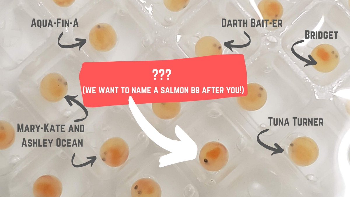 Hey there 🐟 fans! We want to share our message of #GreatLakes conservation with the 🌎. We have 981 followers, so we're having a #contest.
If you are our 1000th follower, we will name one of our #bbsalmon22 after you! Well? What are you waiting for? Smash that "Follow" button!