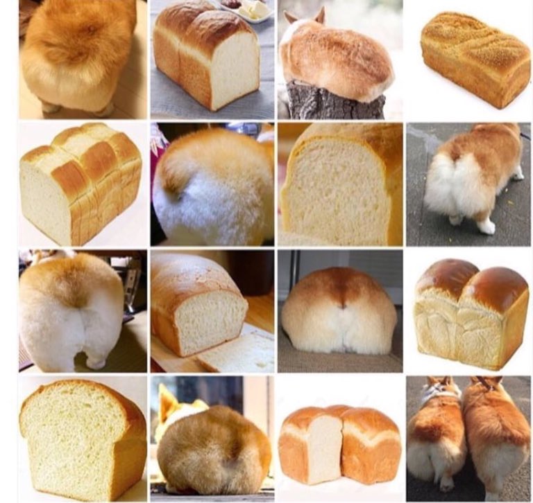 Corgi Things tweet media