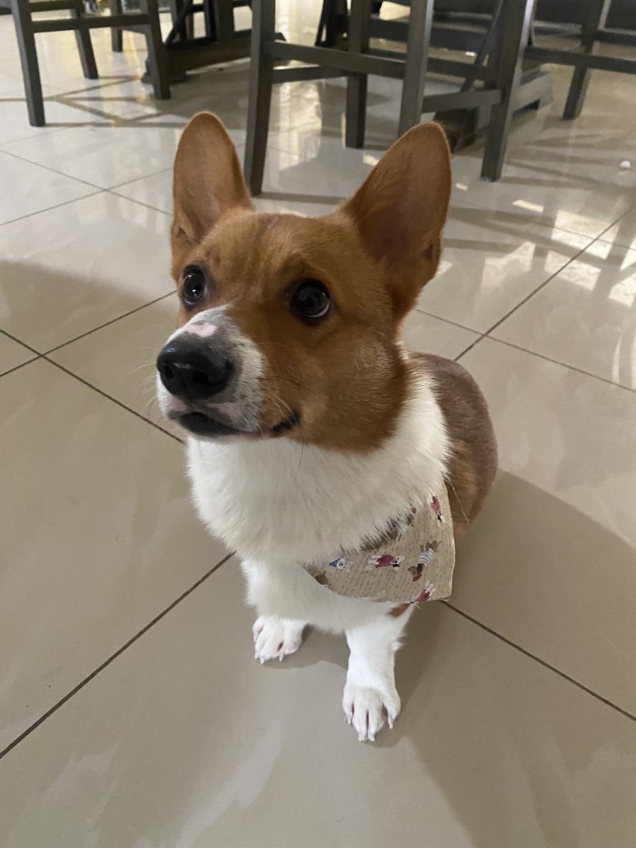 mannydx444's tweet photo. Ace And Nezuko #CorgiCrew #Corgi #CorgiB #dogs https://t.co/Lg0iFWWw4h