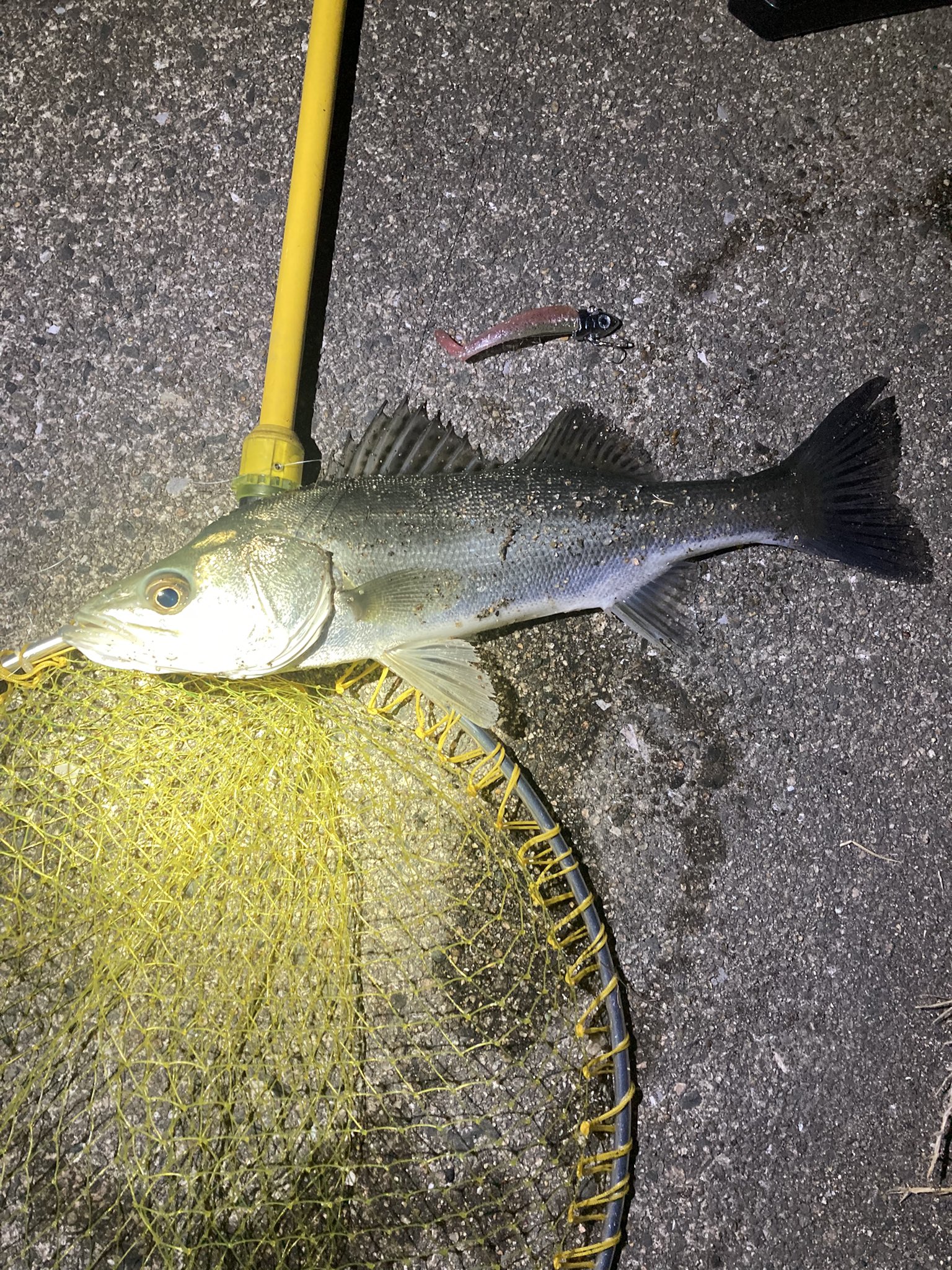 福岡大学海釣りサークル Fishing Fukudai Twitter