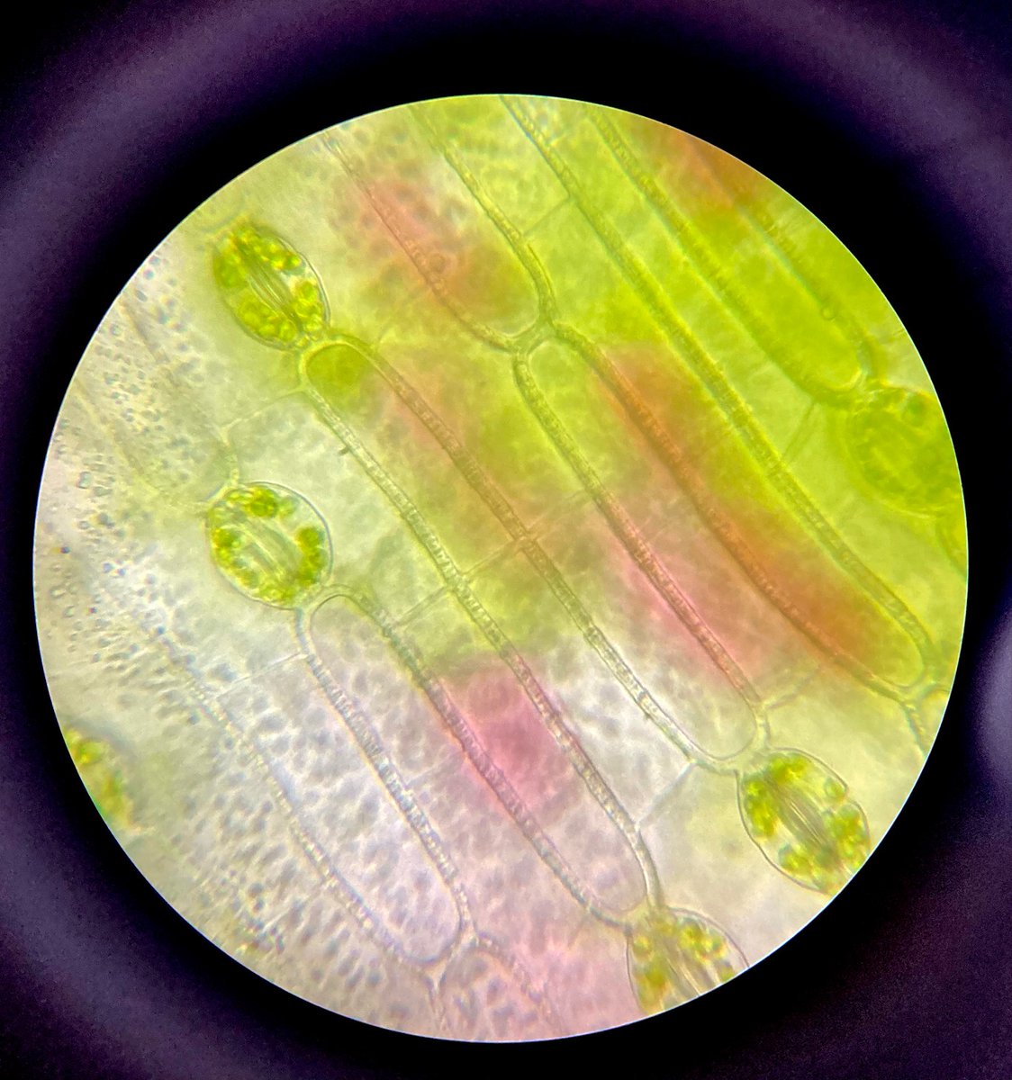 LilyUrmann's tweet photo. It's been snowing a lot this week, so I pulled out my microscope... Here's a series I'm calling "Houseplants Up Close" 🌿 #biomimicry #inspiredbynature #AcademicTwitter #Microscopy https://t.co/2lxyZinXxt