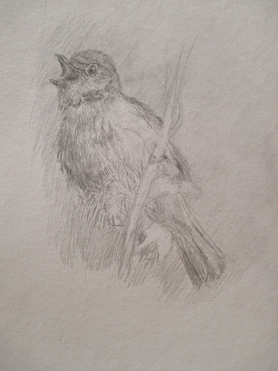 shadowgeiko's tweet photo. ortrait of a Whitethroat. I enjoyed drawing this portrait, and the details of the feathers. :) I used pecil on A4 paper.  My reference photo was taken by the wonderful @CarlBovisNature  @)
#birdart #pencilart  #handdrawn https://t.co/LU2HWx53Nq