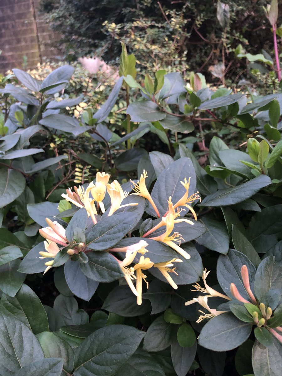 Jaine Fenn tweet media