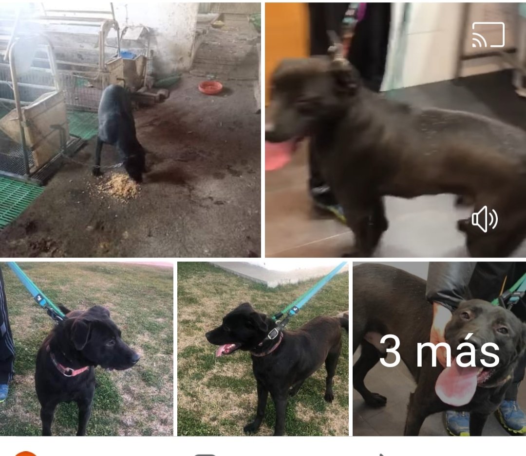 El perrito atado a una cadena corta en granja porcina de Salamanca
Ha sido rescatadooooo ‼️
Biennnn ‼️
♥️ ♥️ ♥️ ♥️ ♥️ ♥️ ♥️ ♥️ ♥️ ♥️ ♥️ ♥️ ♥️ ♥️ ♥️ ♥️ ♥️ ♥️ ♥️ ♥️ ♥️ ♥️ ♥️ ♥️