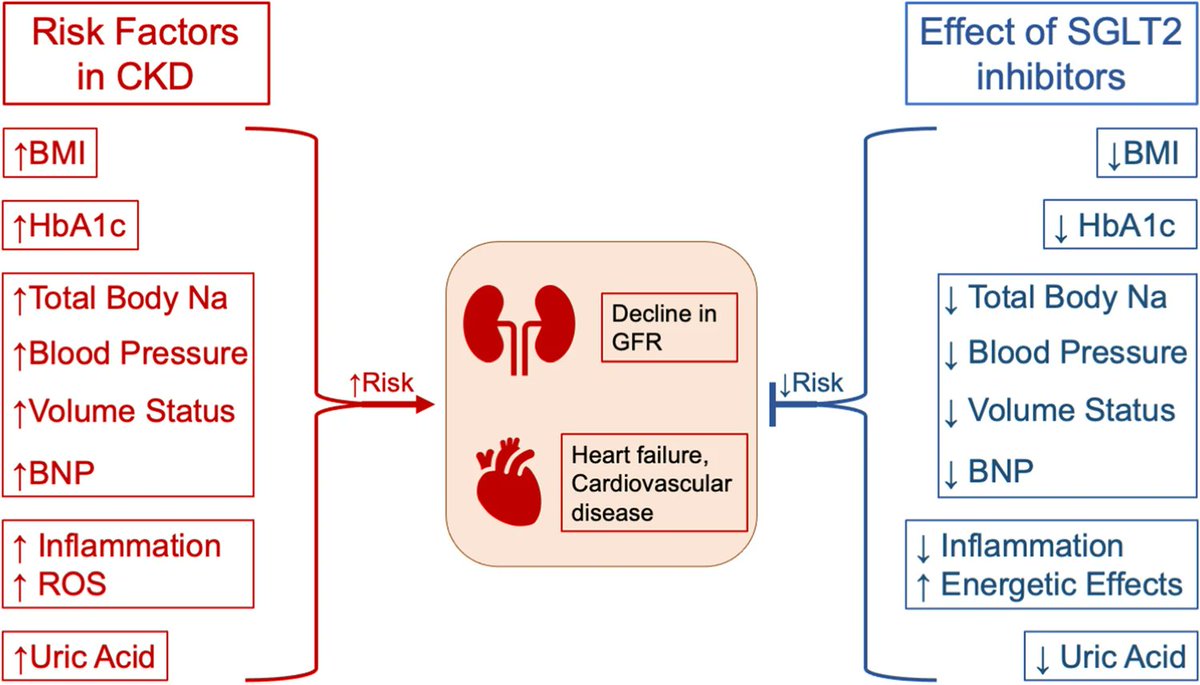 Sodium-glucose cotransporter 2 inhibitors (SGLT2is) were developed as glucose-lowering agents. They inhibit glucose & sodium reabsorption in the S1 segment of the proximal tubule. Read this Review of clinical evidence, physiology, & mechanisms of SGLT2is.
link.springer.com/article/10.100…