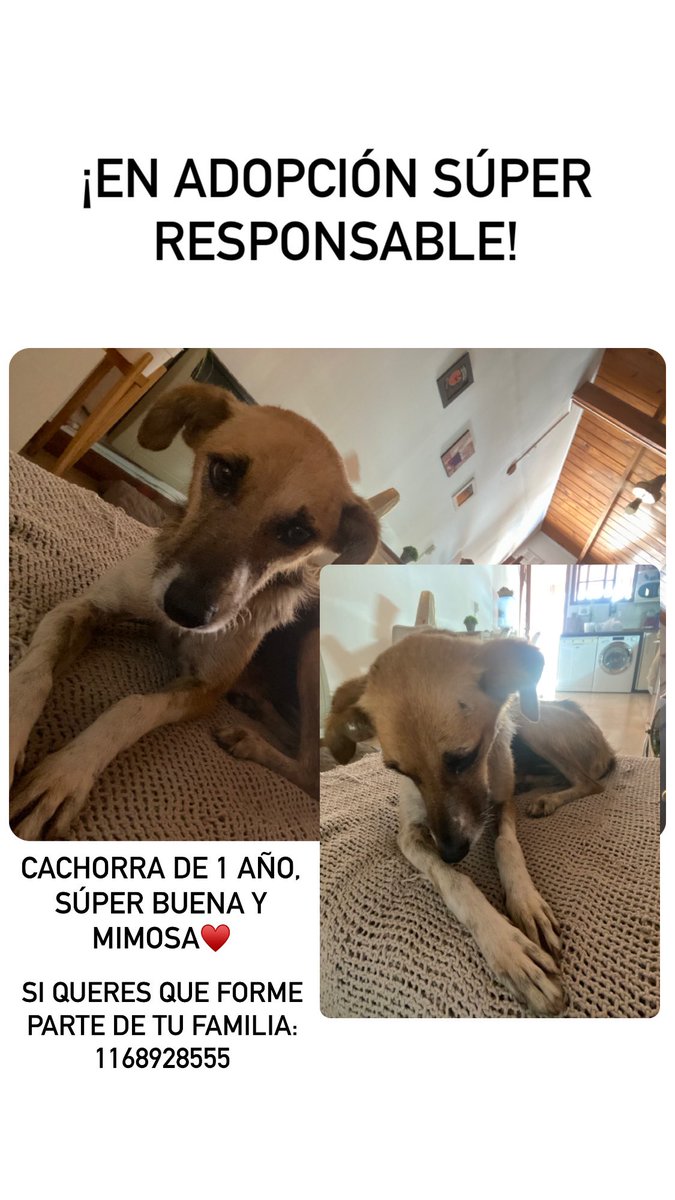 ¡Loli en adopción!! Las personas que la tenían antes la maltrataban mucho, busco una familia que le quiera dar mucho amor ❤️‍🩹