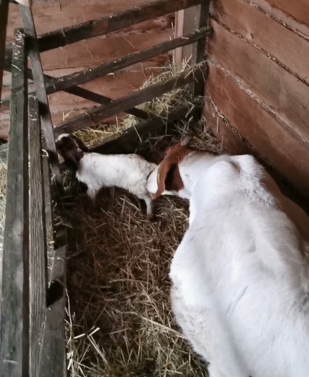 SandrasZiegen's tweet photo. Mein Kindergarten füllt sich so langsam. Es kann bitte so weiter gehen. 🙏🏼💚
#lammzeit #lambseason #Lamb #zucht https://t.co/tZXcnqcEY9