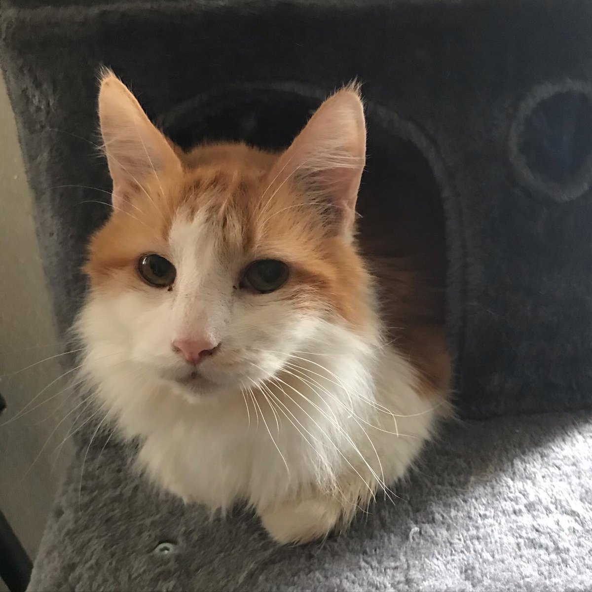 SimonFluffyBoy's tweet photo. The beginning of January, we lost our fluffy four leg buddy Max. He was halfway through his 15th year on this interesting planet. We’re going to miss him a lot, love you Max.❤️ https://t.co/F2RgQHNVFa