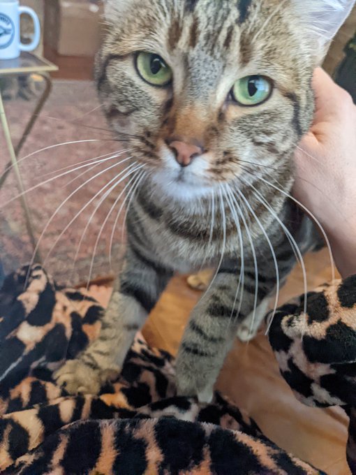 I'm trying to get some work done but Bernadette is being hella cute and sweet 🤎🖤 https://t.co/UDthUK