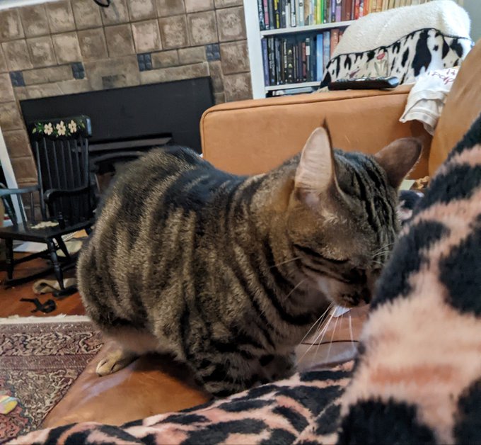 I'm trying to get some work done but Bernadette is being hella cute and sweet 🤎🖤 https://t.co/UDthUK