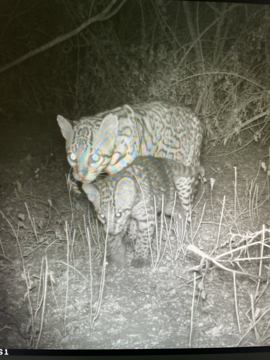 JayVLombardi's tweet image. I see your Puma cub and Raise you ocelot cub