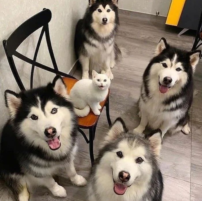 husky_mis's tweet photo. Very nice 😍🐕🐕✌️
#dogsoftwitter #dogs #DogecoinToTheMoon #DOGE #DogecoinArmy #DOGEON #dogefam #DogeDash #DogeBonk #mis_husky_07_family #NewYorkTimes https://t.co/X0ntd41fqX