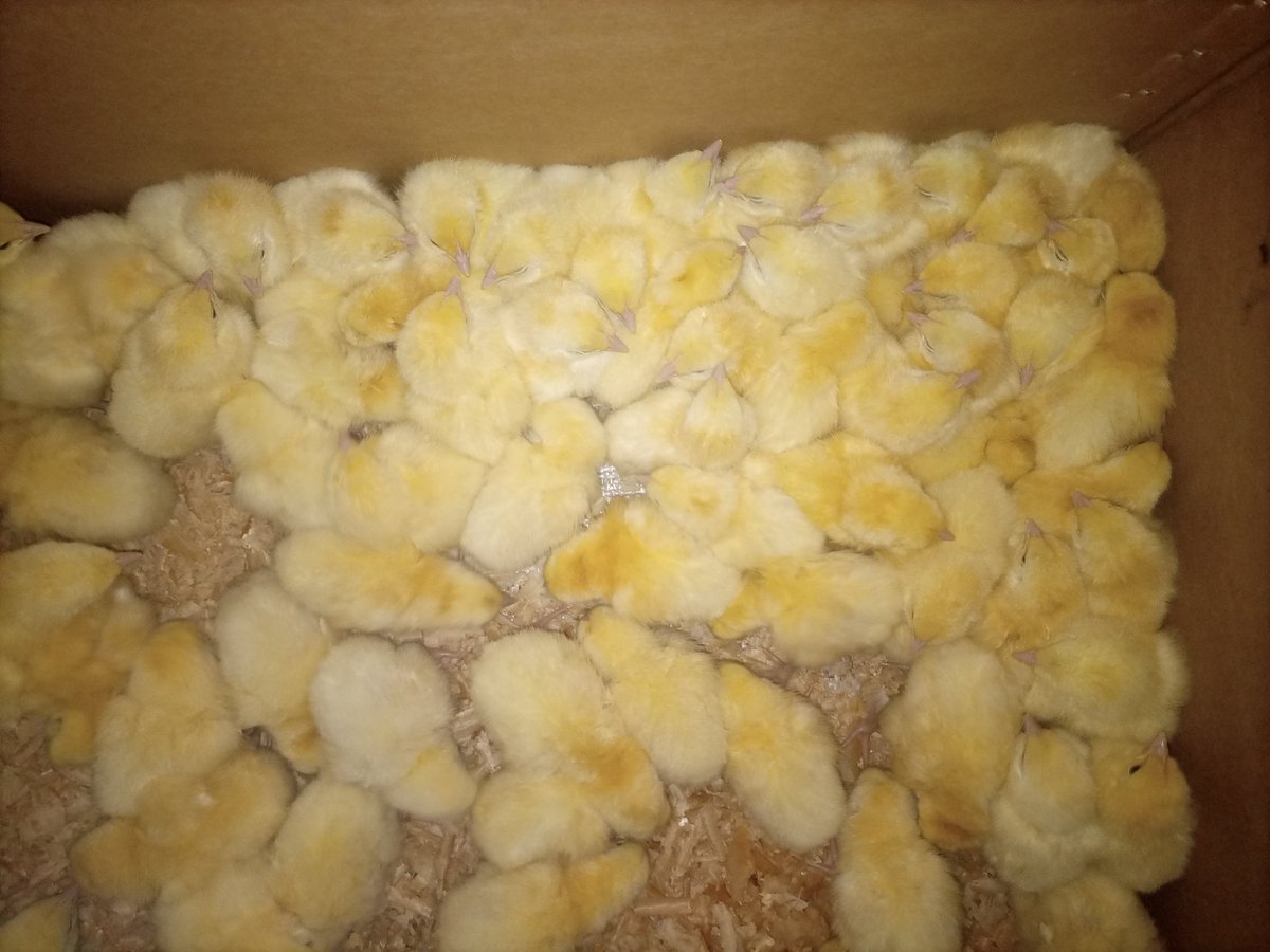 maxhobber's tweet photo. Its #YellowFriday here at Max Chickens from DAY ONE
#farming 
#poultryfarming
#agriculture https://t.co/r6rs60ZgsB