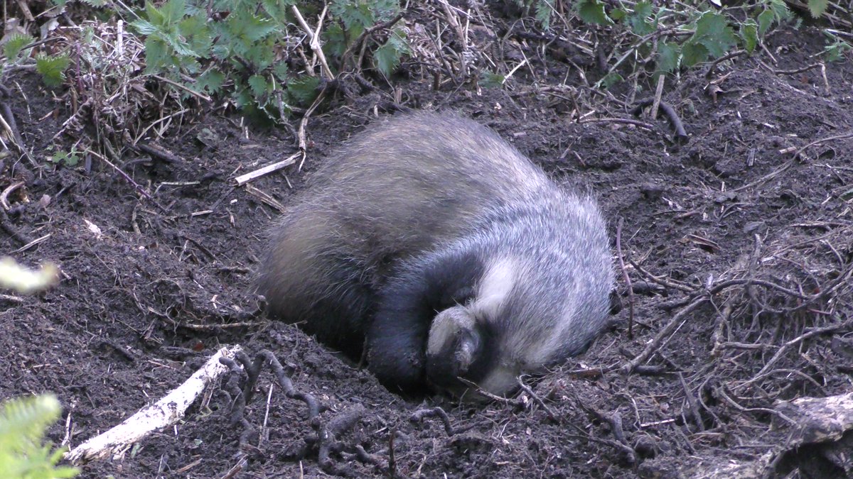 H.I.T. (@foxhiteam) on Twitter photo Overnight, hundreds of animals will be snared across the UK, to be shot or bludgeoned at dawn.
This is the reality of snaring. These animals will endure hours of fear and pain before a brutal death.
Help us #BanSnares. Sign <a href="/AnimalAid/">Animal Aid</a>'s petition:
petition.parliament.uk/petitions/6005… Overnight, hundreds of animals will be snared across the UK, to be shot or bludgeoned at dawn.
This is the reality of snaring. These animals will endure hours of fear and pain before a brutal death.
Help us #BanSnares. Sign <a href="/AnimalAid/">Animal Aid</a>'s petition:
petition.parliament.uk/petitions/6005…