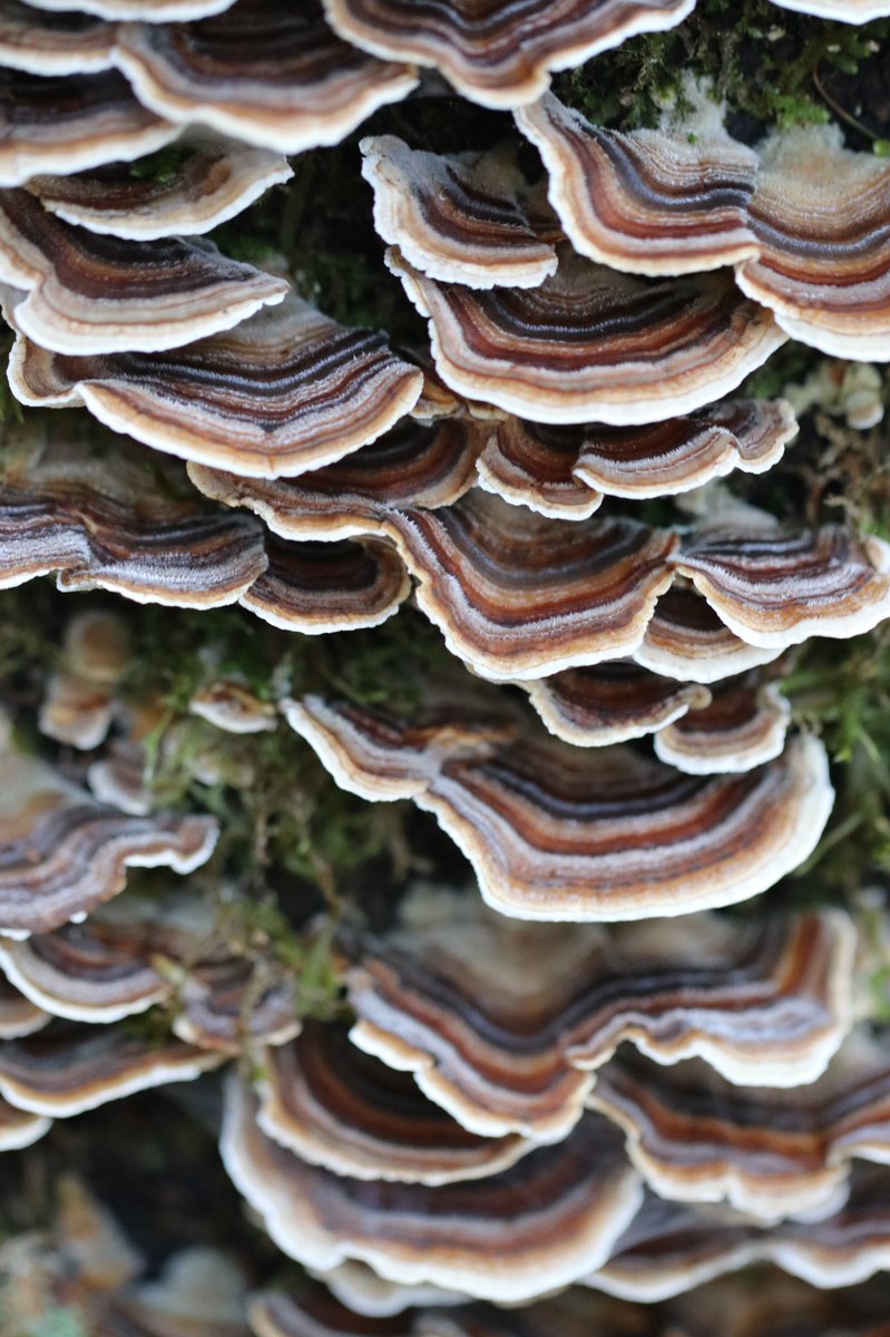 seth vincent tweet media