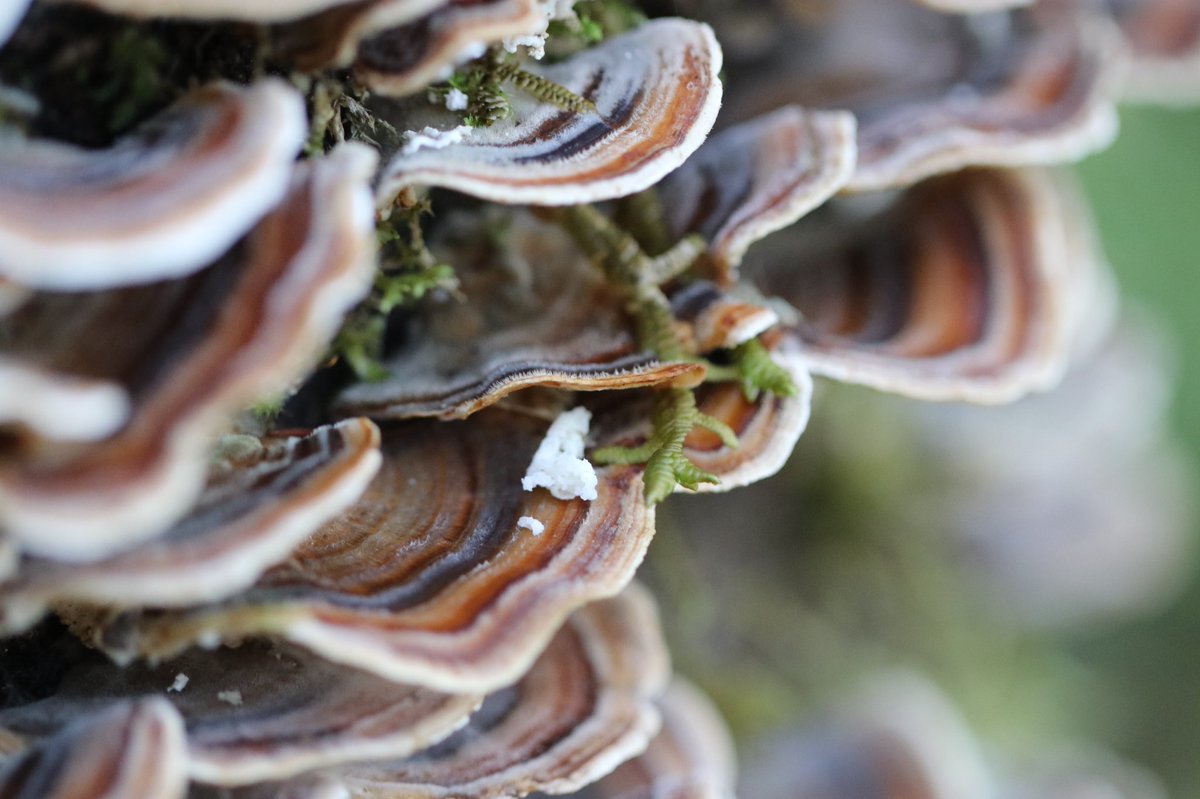 seth vincent tweet media