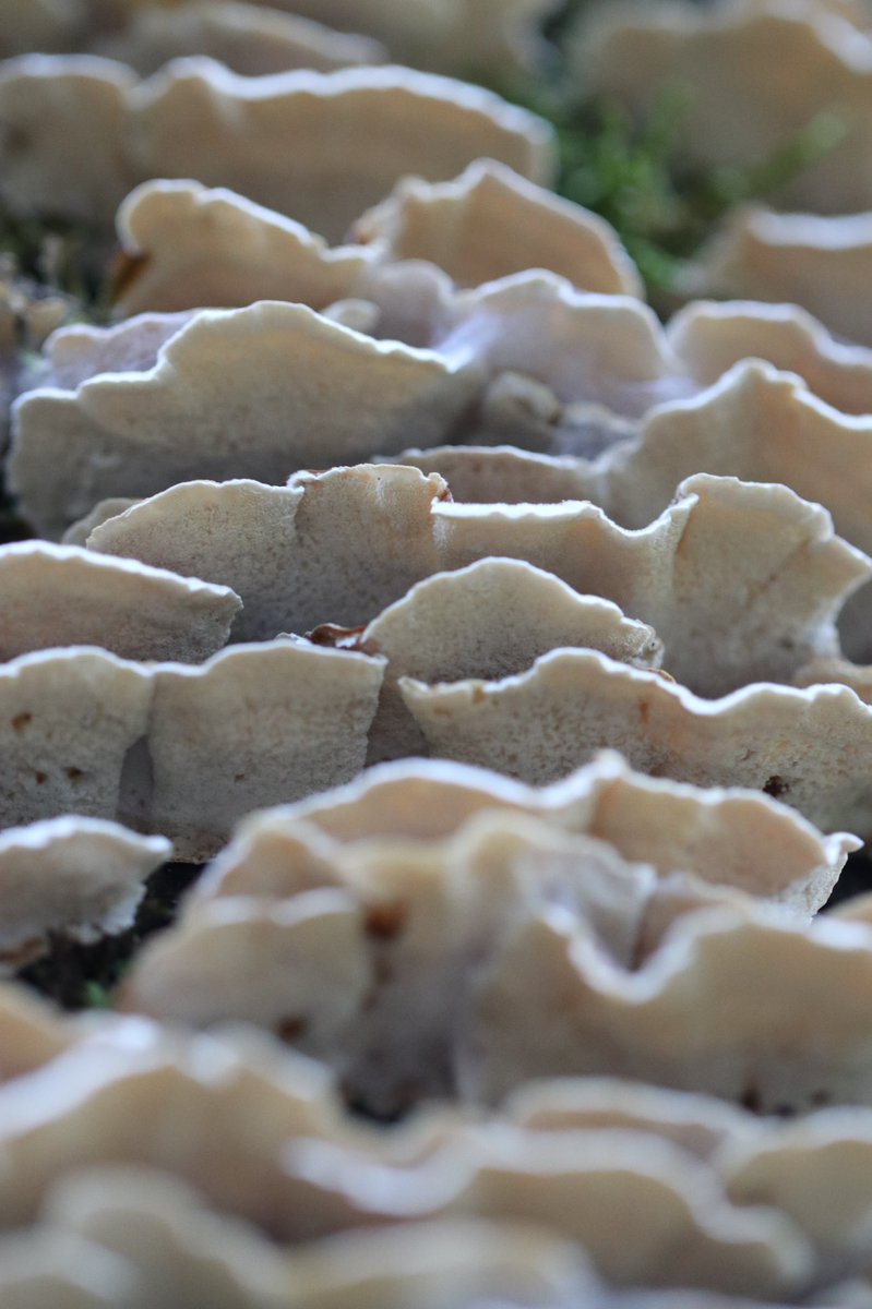 seth vincent tweet media