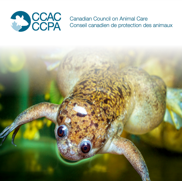 The Canadian Council on Animal Care (CCAC) has published a guidelines document for the care and use of amphibians, and a list of frequently asked questions on the subject. Access the full document below to check it out!
ccac.ca/Documents/Stan…