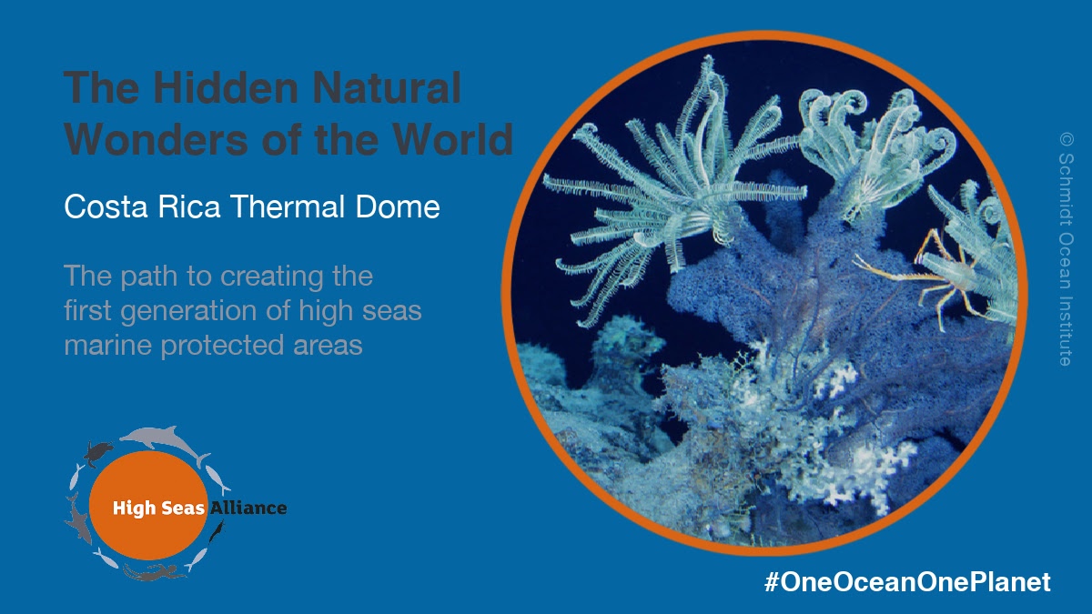 High Seas Alliance tweet media